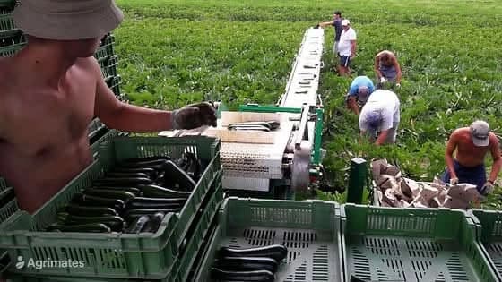 Ouvrier agricole – Récolte et conditionnement de courgettes H/F